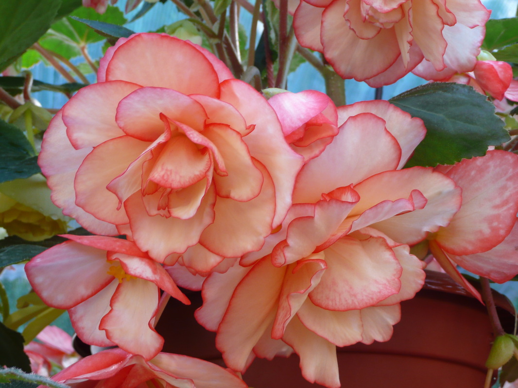 B. ‘John’